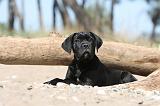 CANE CORSO 496